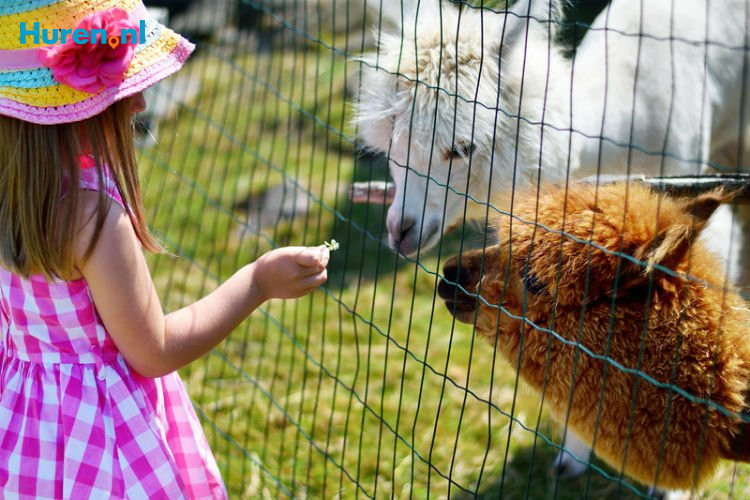 Alpaca - Huren.nl - 2