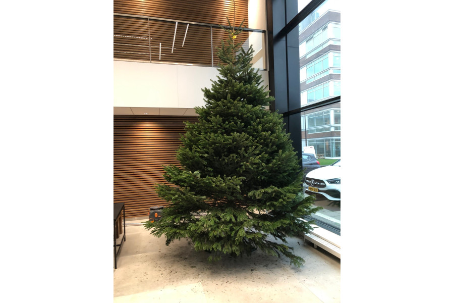 Kerstboom van 2 - 10 meter met / zonder verliching - Kupo Verhuur - 1