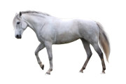 Paard - Huren.nl - 1